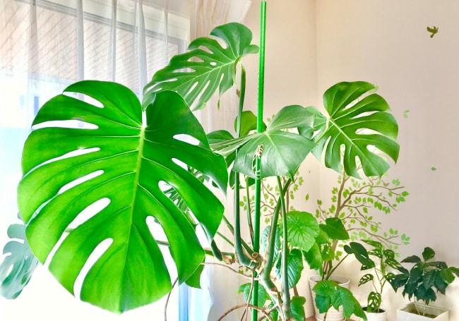 部屋に飾られた観葉植物